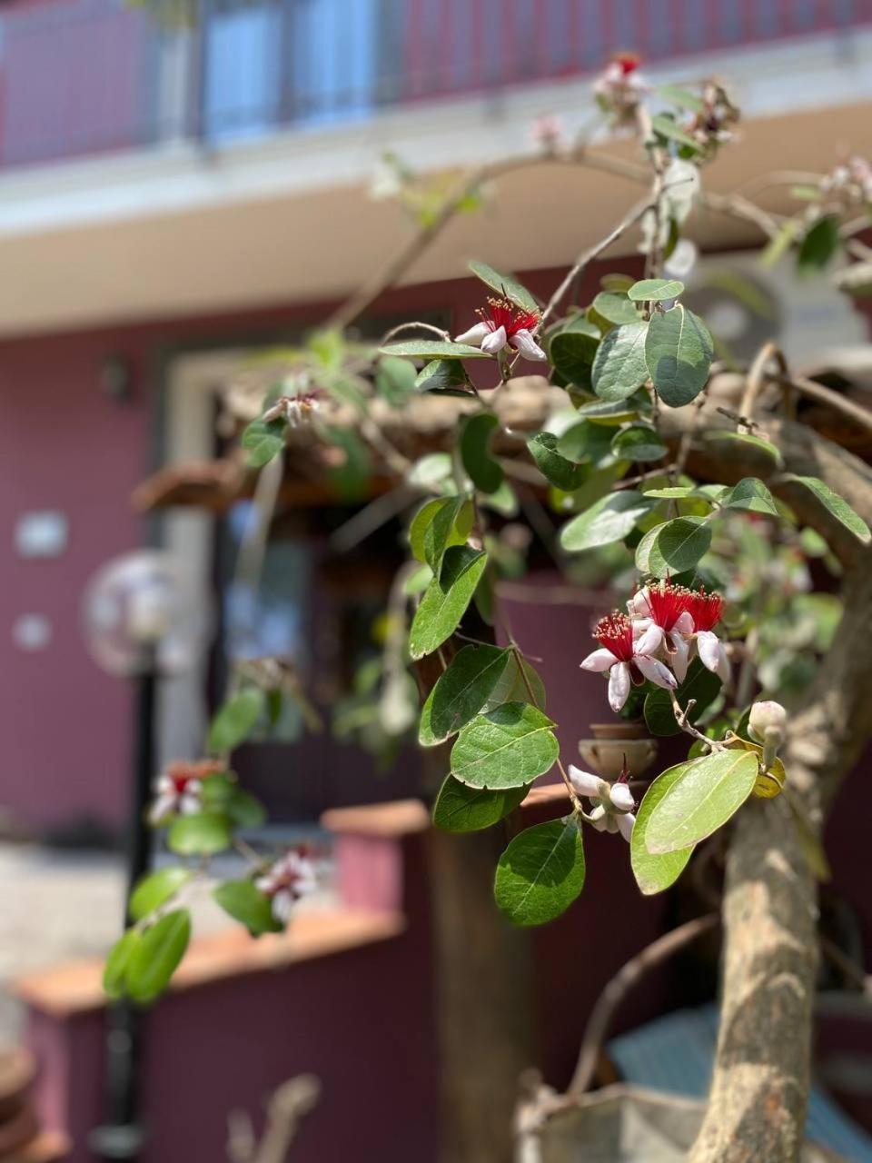 Agriturismo Etna-Mare Piedimonte Etneo Ngoại thất bức ảnh